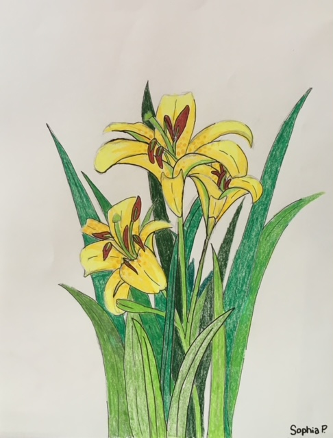 Drawing of three yellow daylilies with green leaves. 