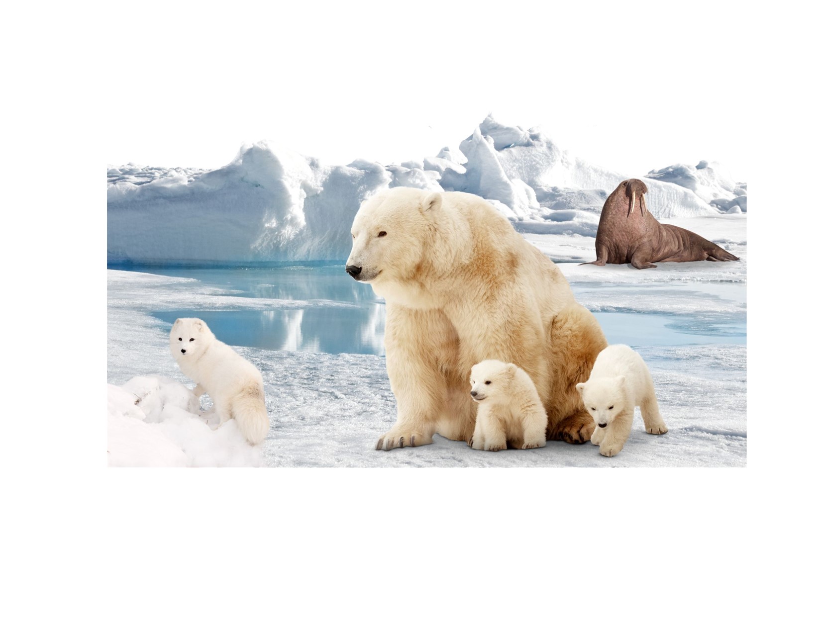 Polar bear, three cubs and a walrus on ice floating on ocean.