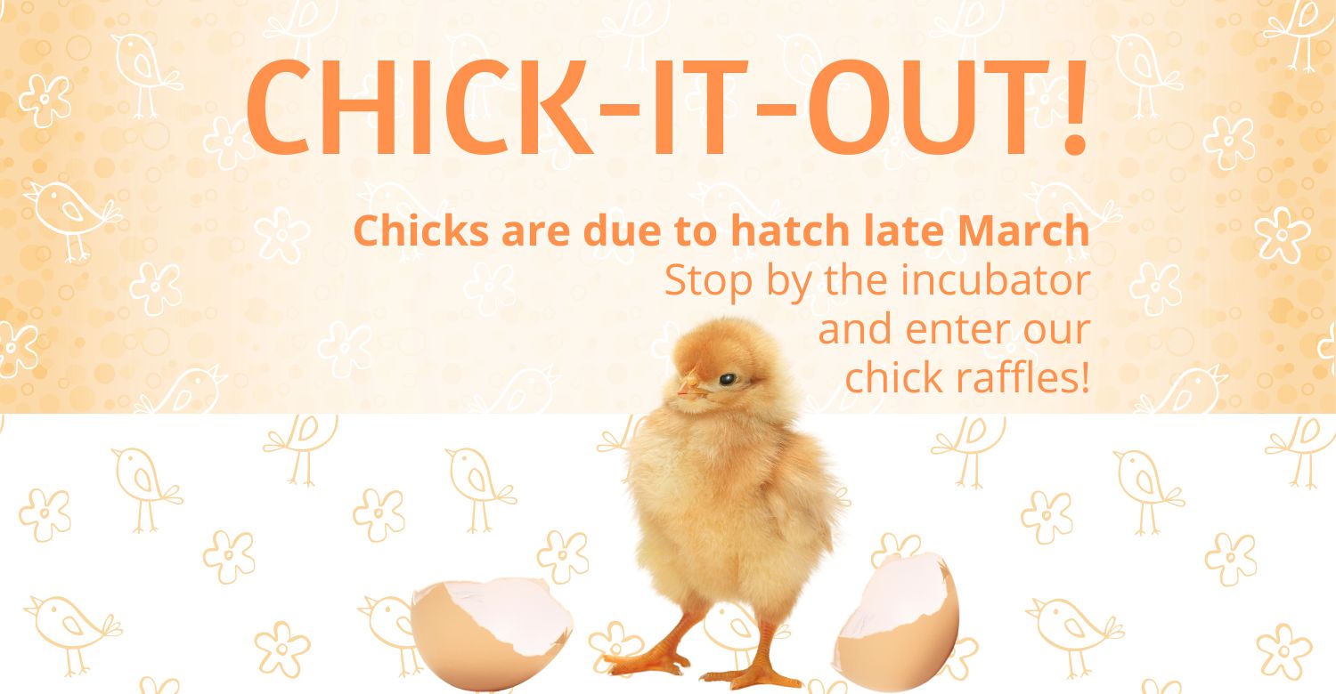 Chicks Live!
