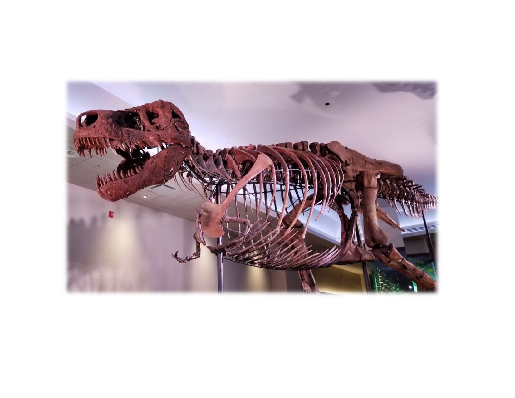 bones of a T-Rex on display in a museum