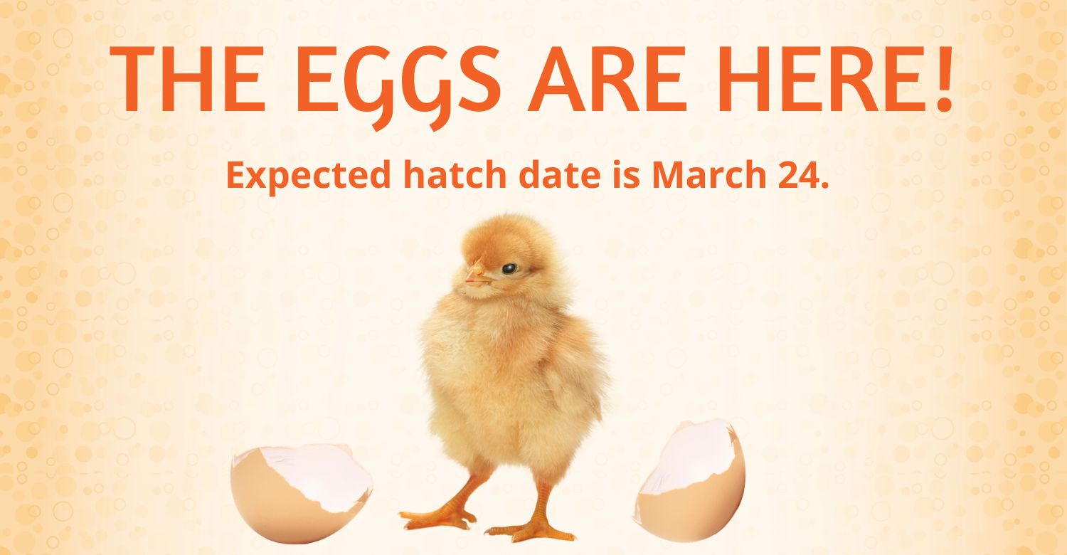 "The eggs are here! Expected hatch date is march 24th." Image of a fluffy yellow chick and an egg cracked in two. 