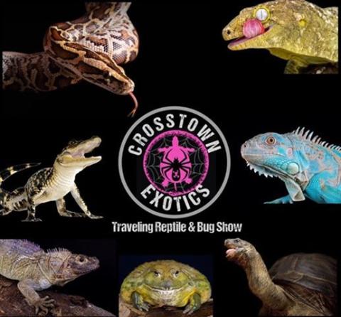 Snake, crocodile, iguana, turtle and other reptiles, with Crosstown Exotics logo with pink turtle with black spider in the middle.