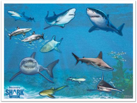 11 sharks swimming in the ocean. Varying colors, shapes, and sizes. 