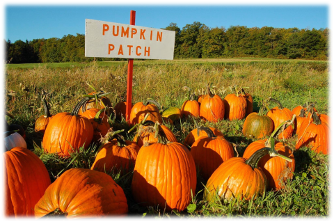 Many large pumpkins on the ground with  sign that says in orange letters "Pumpkin Patch". 