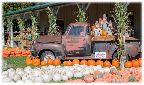 Rusty red truck parked at a pumpkin stand with white and orange pumpkins on ground in front of truck. Scarecrows and hay bales in back of truck. Cornstalks in the background. 