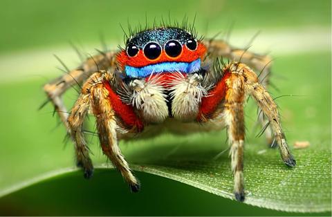 Brown, orange and blue spider with four eyes sitting on a green leaf. 