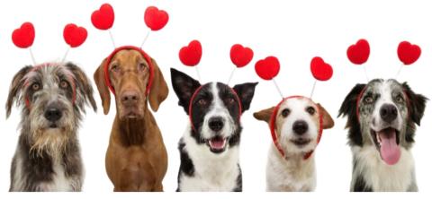 5 dogs of various breeds and colors with 10 red hearts floating above their heads.