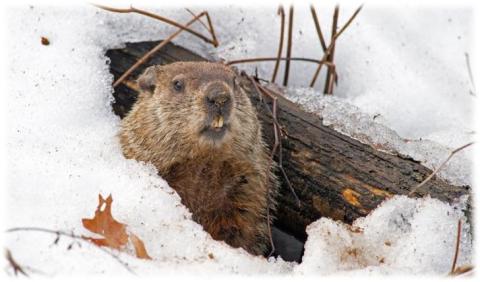 Brown groundhog peeking out of snow covered hole in ground. 