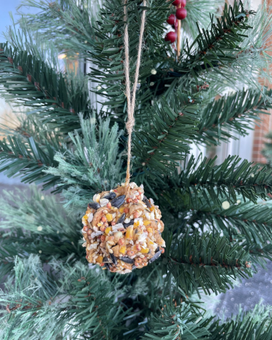 Pinecone with birdseed in a tree.