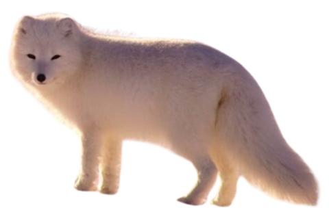 White wolf standing on all four paws.