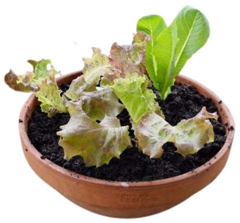 Brown bowl filled with black soil with lettuce leaves. 