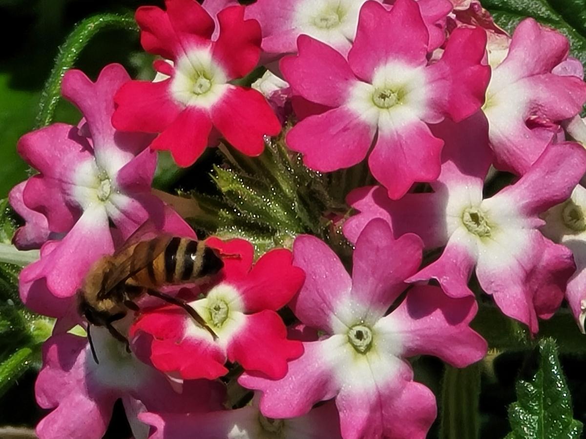 Pink flowers with a bee on one petal. 
