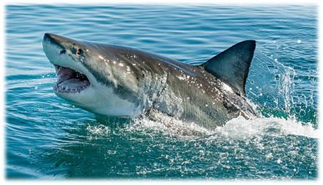 Large gray and white shark emerging from the water. 