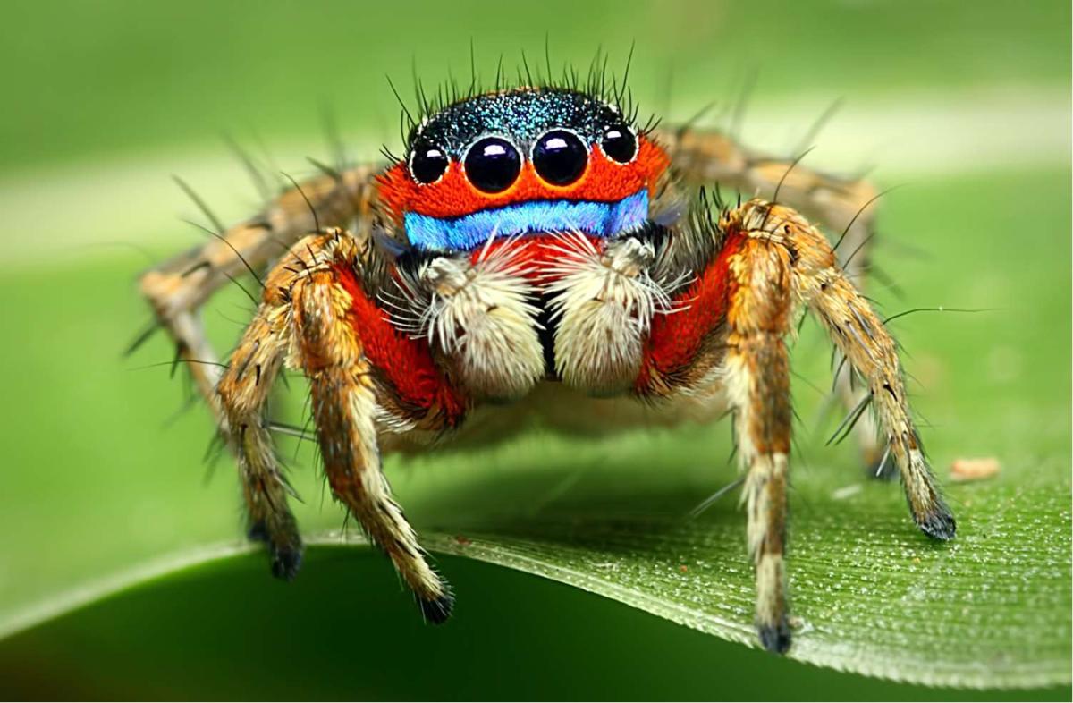 Brown, orange and blue spider with four eyes sitting on a green leaf. 