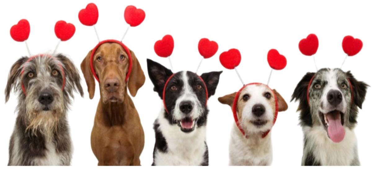 5 dogs of various breeds and colors with 10 red hearts floating above their heads.