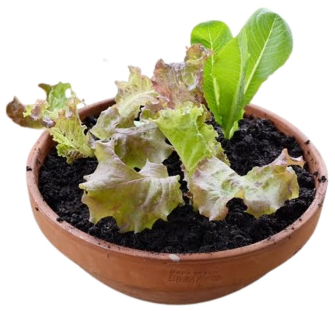 Brown bowl filled with black soil with lettuce leaves. 