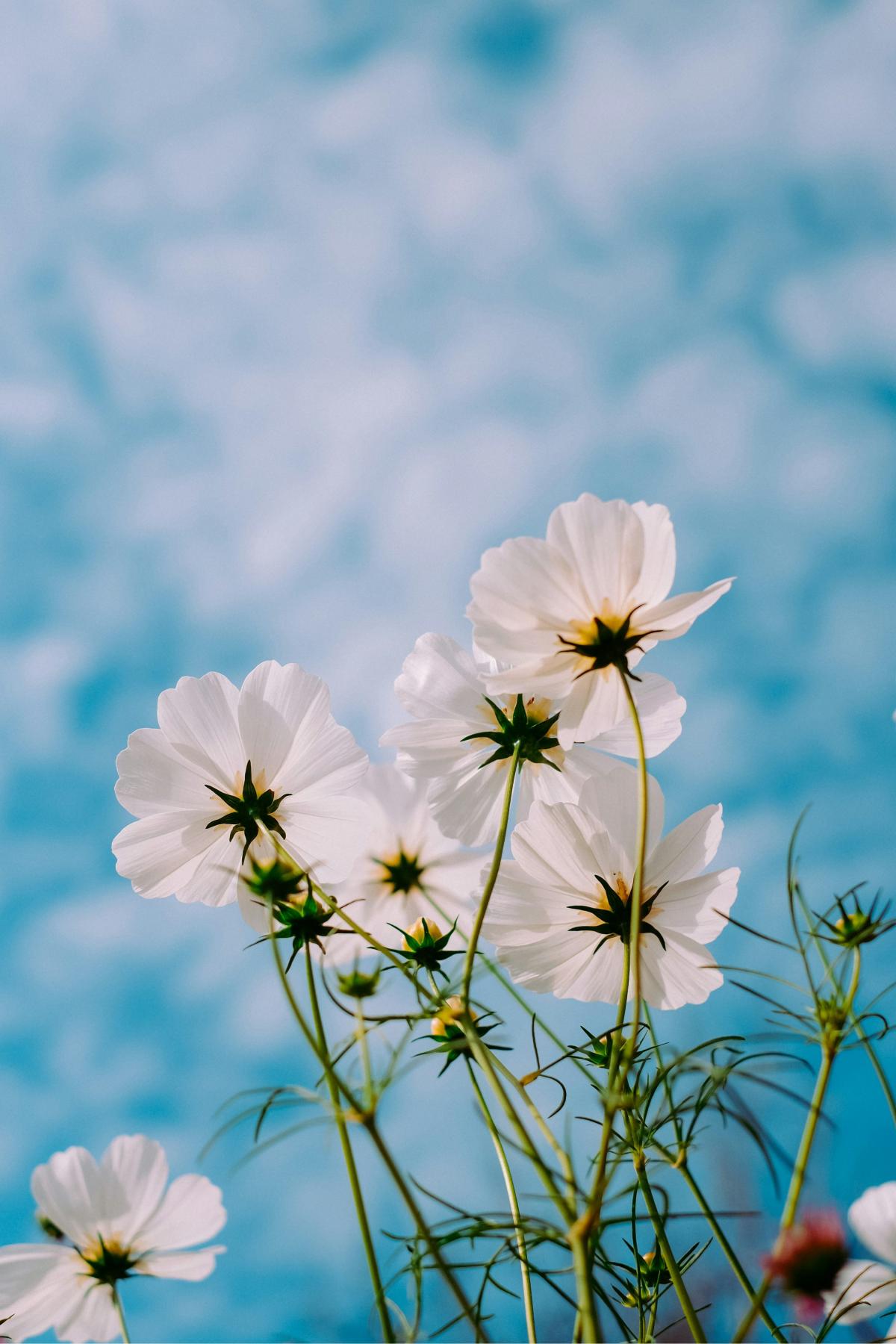 White daisies with a blue sky and white clouds background. 
