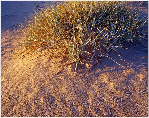 A bush on a beach with footprints surrounding it. 